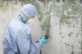 Why You Should Choose Our Mold Remediation Services in Denison, IA